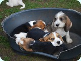 beagle_1