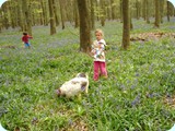 bluebells