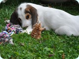 Boudicca8wks_110