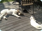 cats_dogs