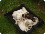 Debucher K litter 057