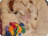 funny_dog_1