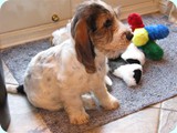 Gruffle small