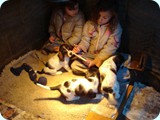 sophies litter 031