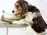 Stan_with_shoe