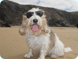 sunnyboy