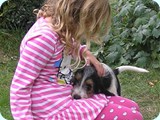The puppy arrives 072