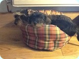 twee_dachshunds