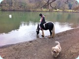 Yes they can be let off the lead!