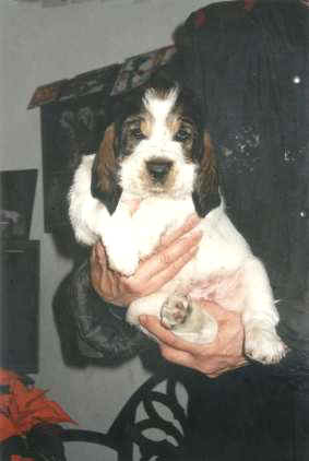 Debucher Renegade born 27.11.98 at 6 weeks