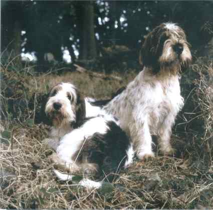 Debucher Renegade & Debucher Le Barbu relaxing in the woods.
