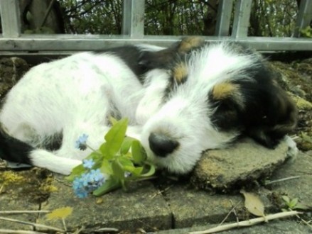 Debucher Xixou at 9 weeks